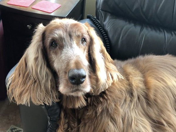 “Người anh hùng” cứu sống rất nhiều chú chó khác nhờ hiến máu