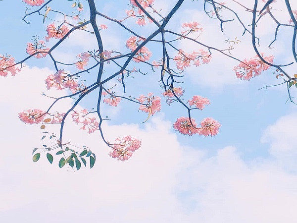 TP.HCM: Đẹp say lòng “hoa anh đào” Sài Gòn vào mùa nở rộ 