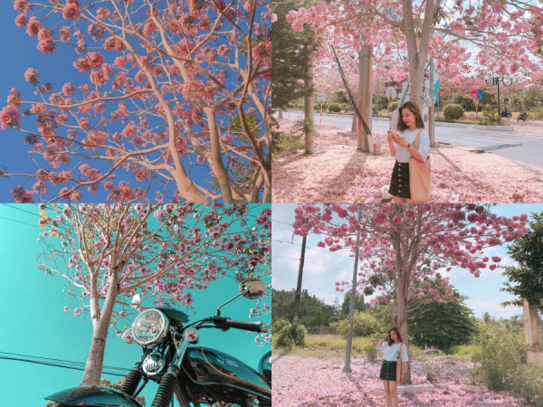 Kèn hồng ở Sóc Trăng nở rộ, đẹp xao xuyến tựa như phim Hàn Quốc