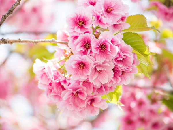 Tuần lễ cuối cùng của tháng 4, rực rỡ sắc màu trải nghiệm cho 12 cung hoàng đạo