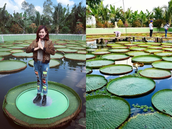 Lá sen khổng lồ có thể "cõng" người? Có thật đấy, ngay ở Đồng Tháp thôi!
