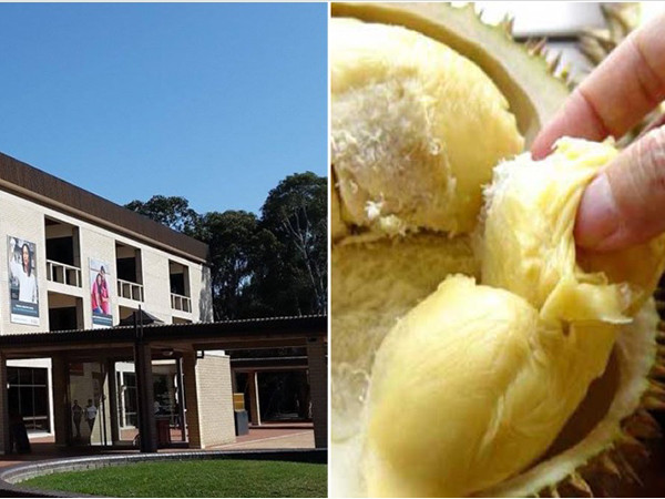 Úc: Huy động cứu hỏa sơ tán 550 người vì mùi sầu riêng