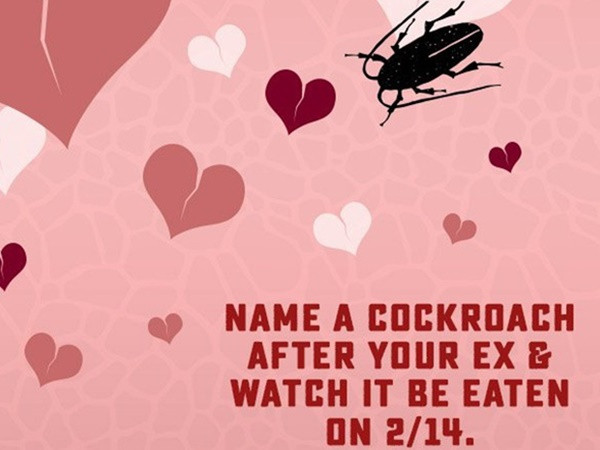 Đặt tên người yêu cũ cho gián, hoa thịt bò và dịch vụ lạ dịp Valentine