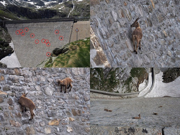 Đàn dê "thách thức trọng lực", bám chặt trên vách đá dốc gần 90 độ để liếm muối