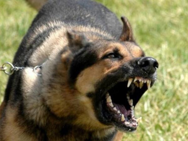 Hoà Bình: Cả gia đình bị chó cắn, 2 cha con tử vong vì mắc bệnh dại