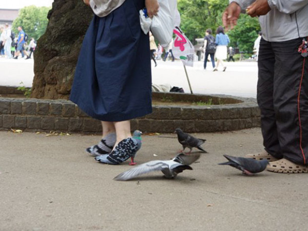 Bạn sẽ vô cùng bất ngờ khi khám phá ra ý nghĩa đằng sau đôi giày chim bồ câu này
