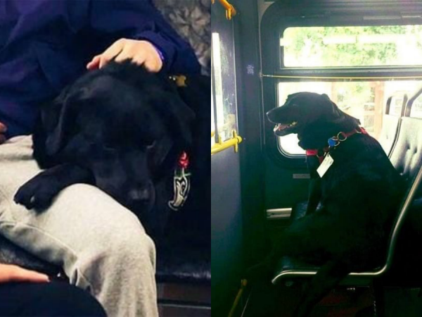 Cô chó thông minh biết tự đón xe bus "gây bão" trên mạng xã hội