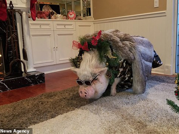 Mỹ: Cô gái chi cả ngàn đô để tổ chức sinh nhật cho... lợn