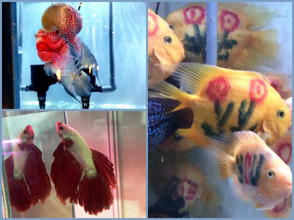 Lạ mắt với cá “xăm mình”, giá 800.000 đồng/con