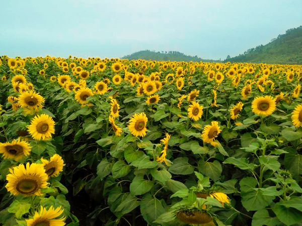 Cánh đồng hoa hướng dương Nghệ An đã nở, “xách" máy ảnh lên và đi thôi!