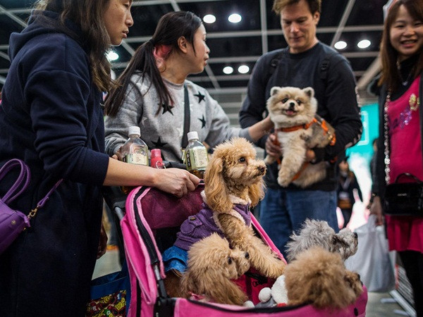 Ngại kết hôn, sợ cô đơn, giới trẻ Trung Quốc nuôi thú cưng như con