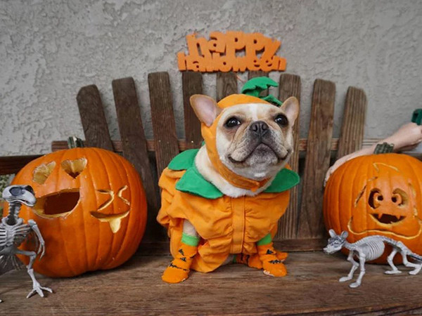 Trang phục hóa trang Halloween 2018 cho thú cưng "cực hot"