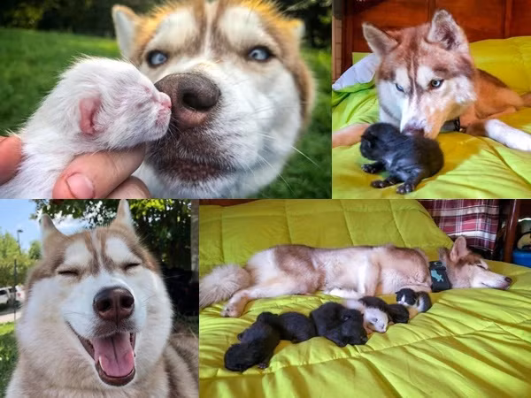 Chú chó Husky tìm được một hộp mèo con bị bỏ rơi và trở thành "mẹ mèo" bất đắc dĩ