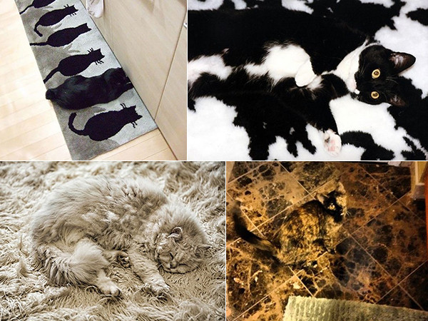 Ngỡ ngàng trước tài trốn tìm có một không hai của các “thánh mèo"