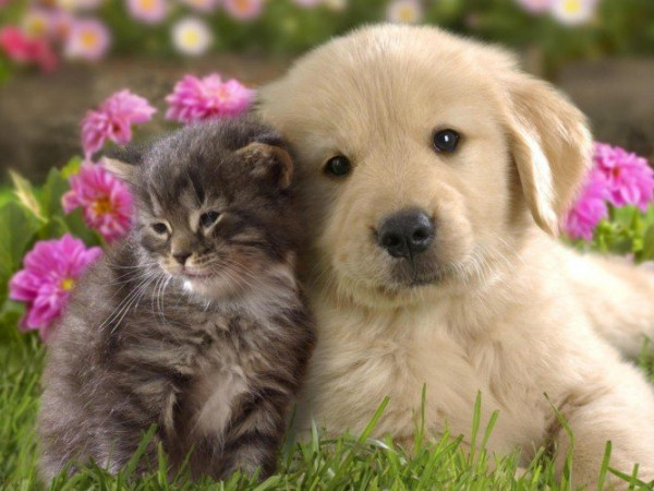 Chuyện “dở khóc dở cười” về hội “thú cưng” học đường của giới trẻ thế hệ Z