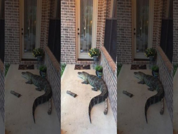 Rắn, cá sấu khắp nơi sau siêu bão Harvey: Du học sinh Việt không dám ra đường