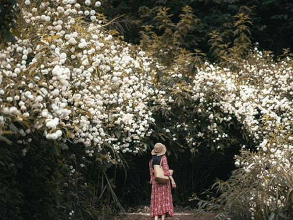 Đường hầm cúc núi nở trắng xóa như lạc vào cổ tích