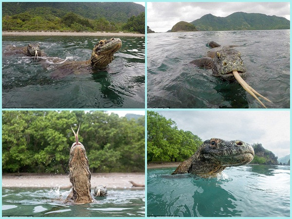 Du khách thoát hiểm trước rồng Komodo nhờ nhanh trí