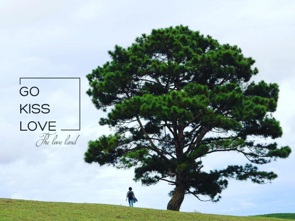 Bật mí bản đồ chinh phục "cây cô đơn" ở Đà Lạt ăn đứt... Google