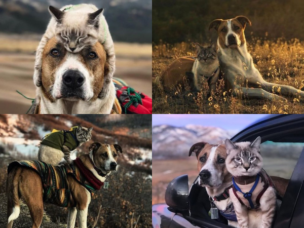 "Cùng nhau đi khắp thế gian", cặp đôi chó mèo gây bão cộng đồng mạng