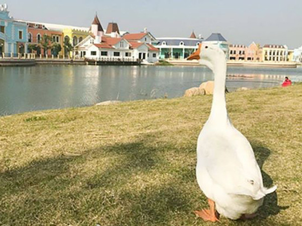 Chú ngỗng may mắn trở thành "tân sinh viên" của một trường đại học