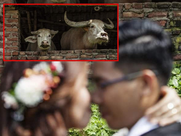 Chụp ảnh cưới lấy nét cặp trâu, nhiếp ảnh gia nợ cô dâu - chú rể một lời xin lỗi