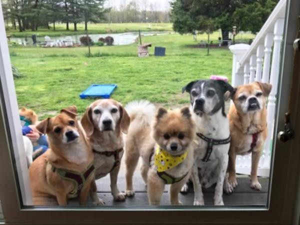 Cảm động "viện dưỡng lão" dành cho những chú chó lúc cuối đời