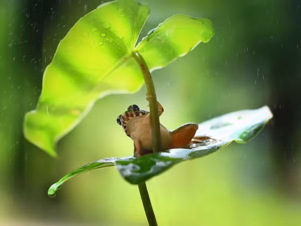 Những mốc thời gian hạnh phúc: Mưa đầu mùa đất đỏ cao nguyên