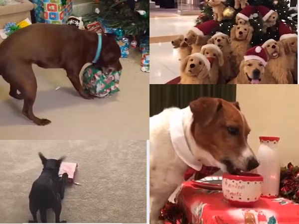 Ngàn lẻ một cách đón giáng sinh của cún cưng