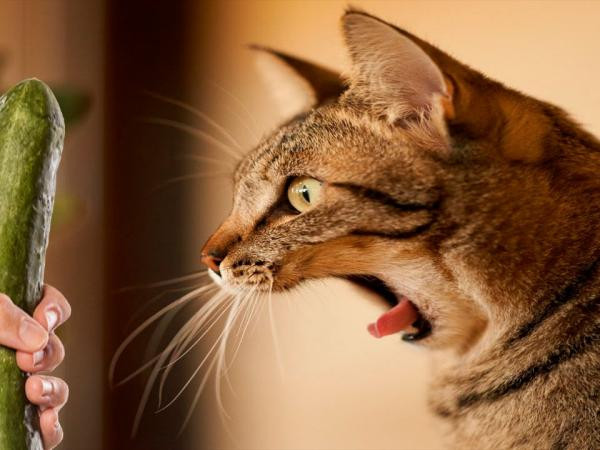 Hóa ra dưa chuột mới là thứ mà lũ mèo sợ nhất trên đời