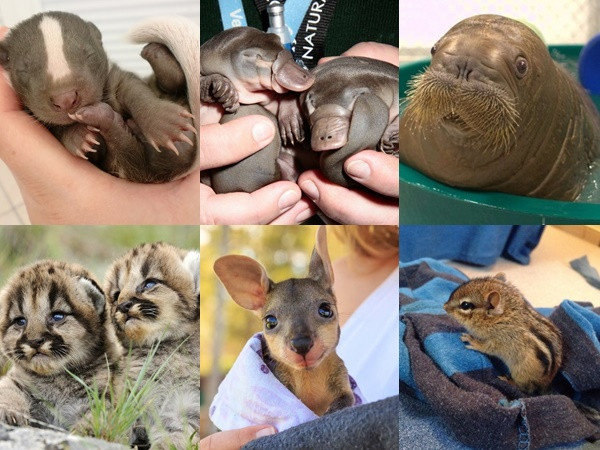 Ngắm những “bé sơ sinh” đáng yêu trong thế giới động vật