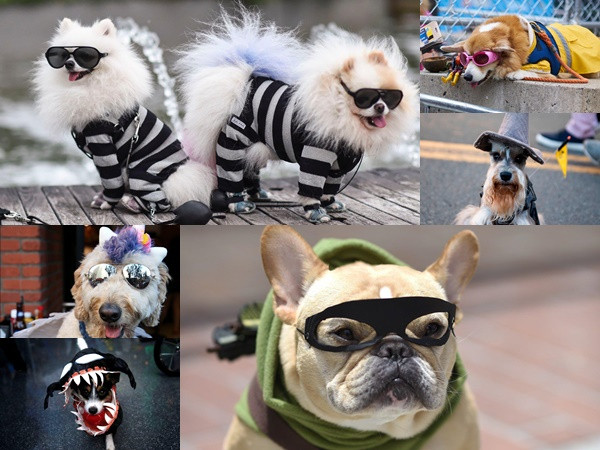 Chó biến thành siêu nhân, người nhện trong lễ hội cosplay ở Mỹ