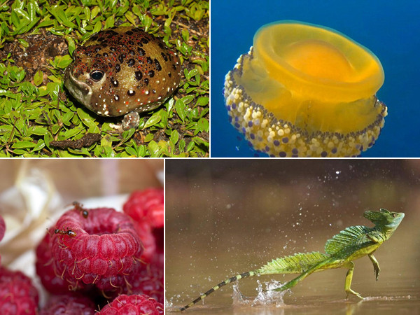 Những loài vật này chỉ cần nghe tên thôi, bạn đã thấy tò mò muốn biết