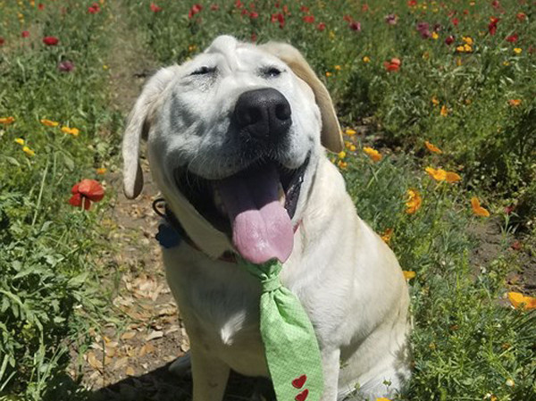 Hành trình đi tìm mái ấm của chú chó có khuôn mặt xấu xí