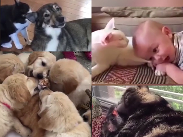 Hành động khi yêu thay cho vạn lời muốn nói của "mèo yêu"