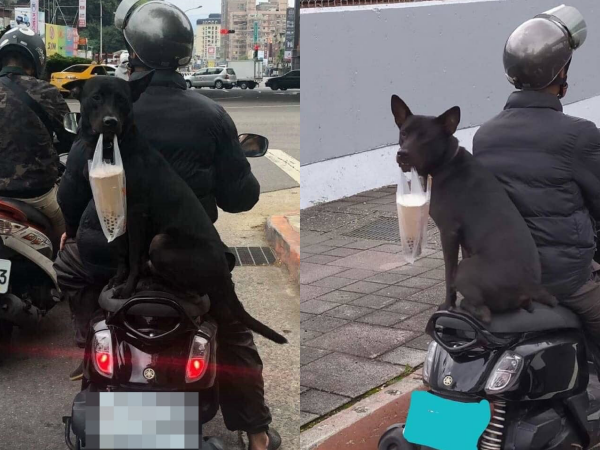 Chú chó giúp chủ đi ship trà sữa: "Chó nhà người ta" không bao giờ làm bạn thất vọng!