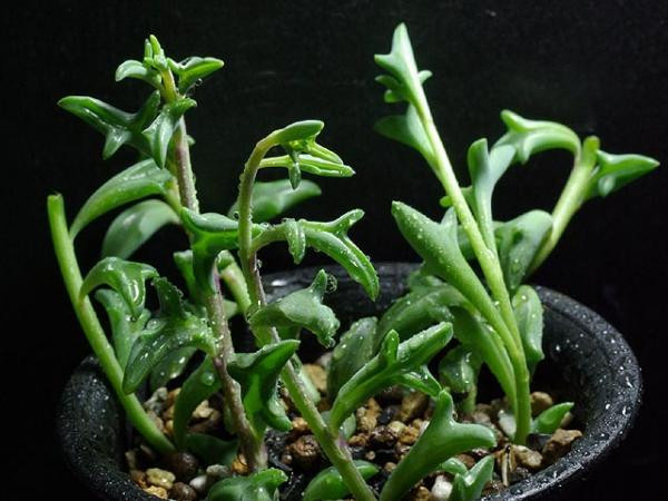 Sau cây tai thỏ, người Nhật lại phát cuồng với “lá cá heo”