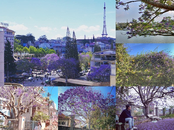 Còn chờ gì nữa mà chưa check-in Đà Lạt ngắm hoa phượng tím đẹp mơ màng