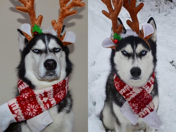Chuyện gì sẽ xảy ra khi bạn muốn kỷ niệm một bộ ảnh Giáng sinh với Husky "dữ dằn"?