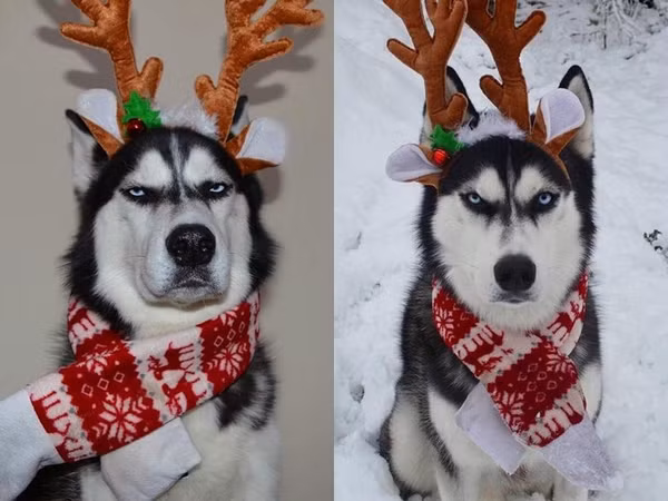 Chuyện gì sẽ xảy ra khi bạn muốn kỷ niệm một bộ ảnh Giáng sinh với Husky "dữ dằn"?