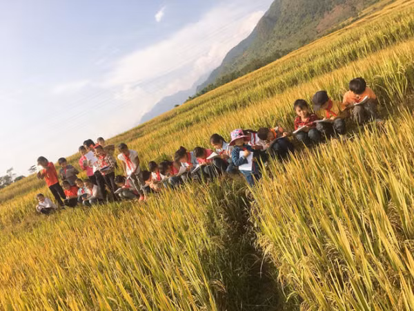 Cô giáo dẫn học trò ra tận cánh đồng để làm đề Văn tả cánh đồng quê hương