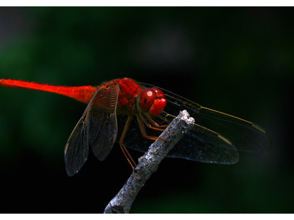 Những mốc thời gian hạnh phúc: Tháng Năm bâng khuâng mùa nhớ