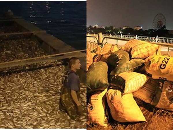 Hà Nội: Cá lại chết nổi trắng Hồ Tây