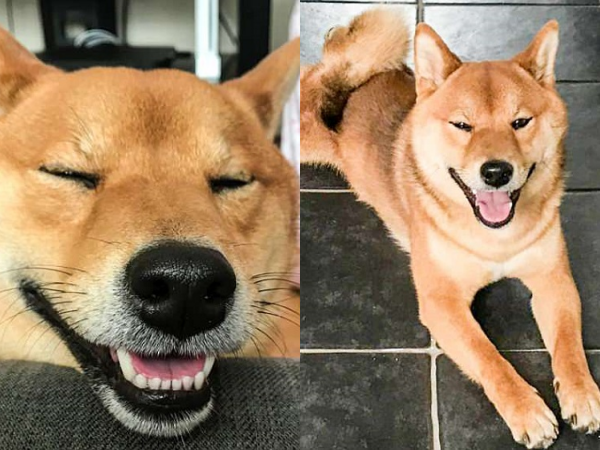 Chú chó nổi tiếng trên MXH vì lúc nào cũng cười tươi như hoa