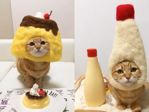 Bạn đã bao giờ nghĩ đến chuyện "cosplay" cho mèo cưng của mình chưa?