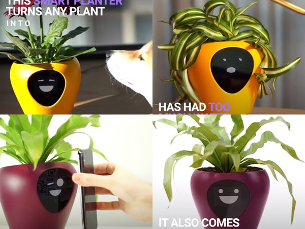 Cây "biết nói" - Thú vui độc lạ dành cho hội săn cây cảnh 