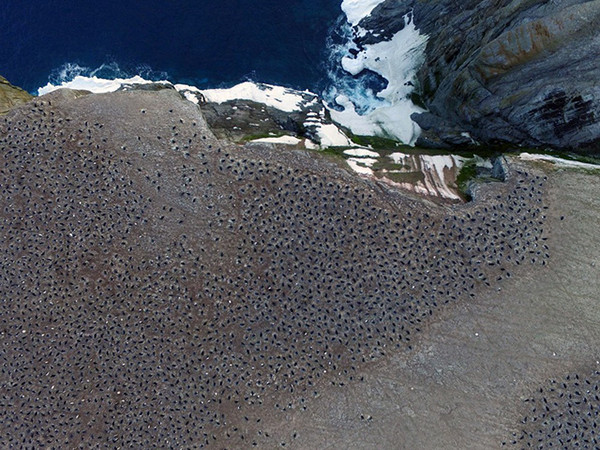 “Tổ bí ẩn” của 1,5 triệu con chim cánh cụt con người chưa từng biết đến