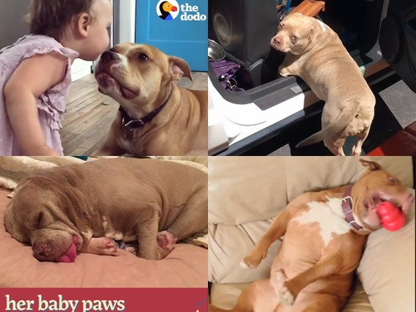 Pit bull... và lý do không thể không có "người ấy"