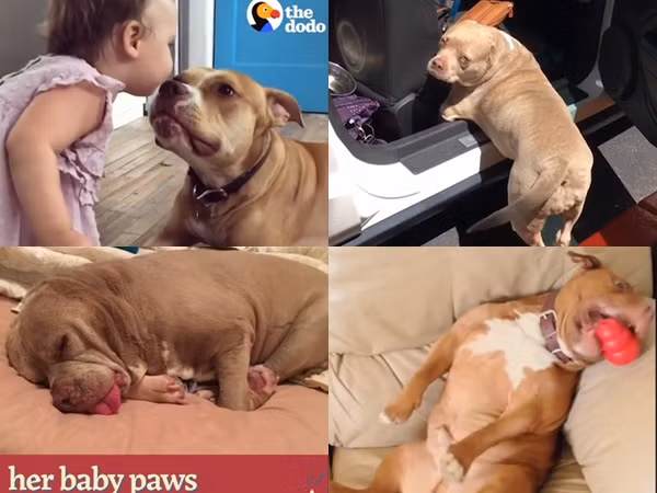 Pit bull... và lý do không thể không có "người ấy"