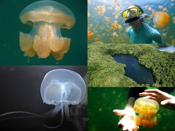 Lặn khám phá Hồ Sứa vàng đẹp nhất hành tinh